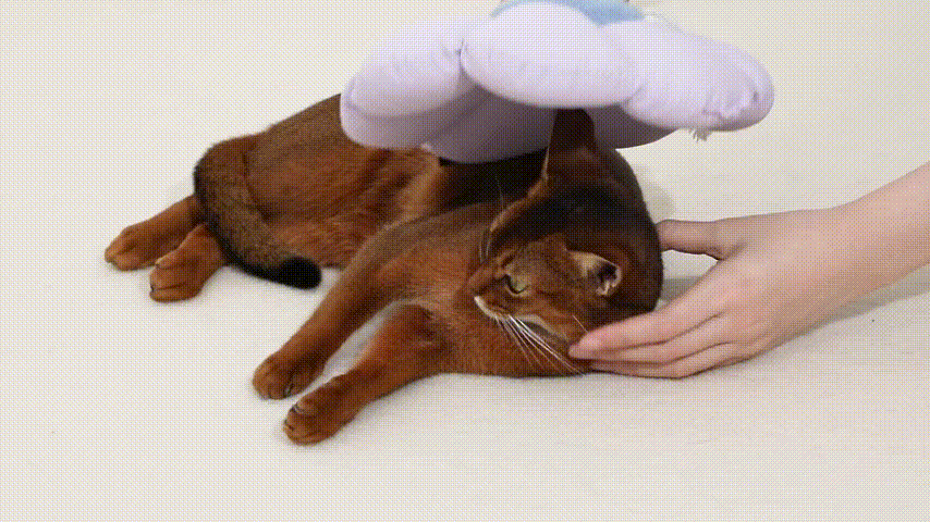 Comfortable Elizabethan Ring for Cats
