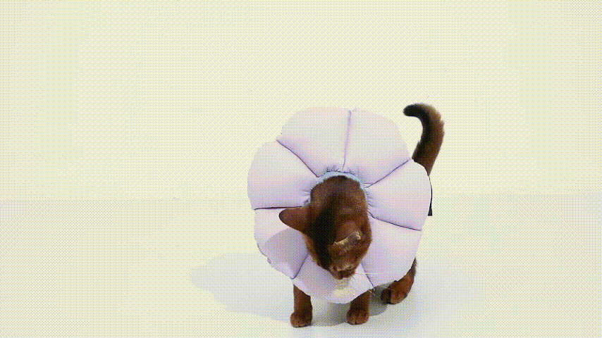 Wider Elizabethan Ring for Pets