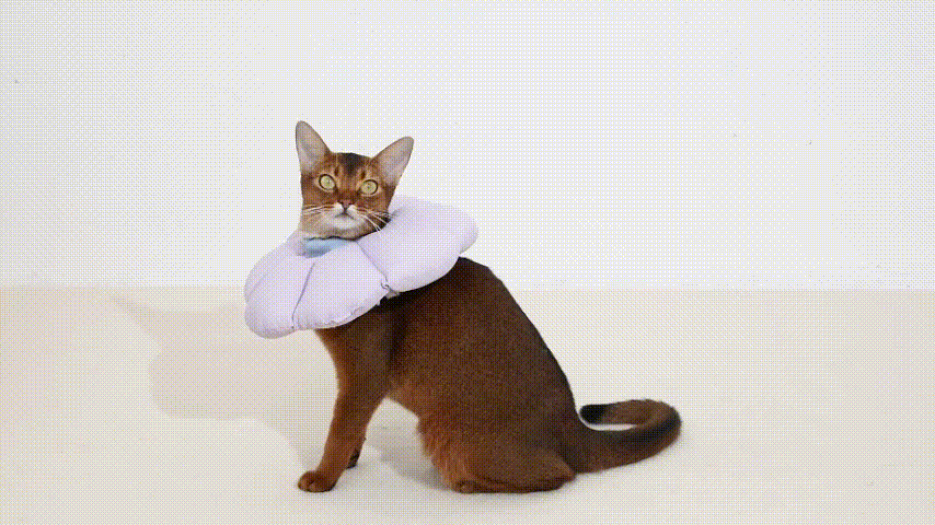 Best Flower Shaped Elizabethan Rings for Pets