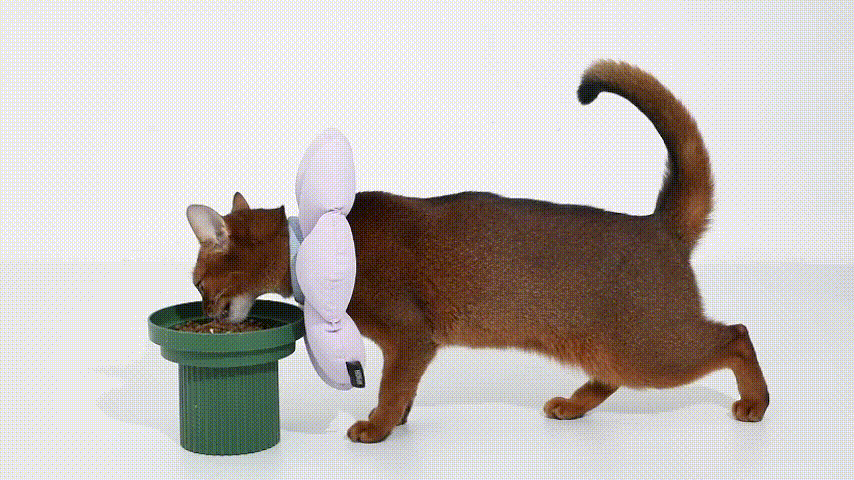 Better Designed Pet Collar