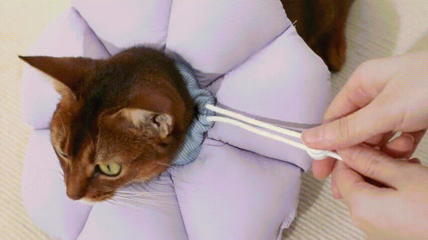 Best Recovery Collar for Pets