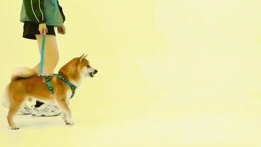 dog walking kit