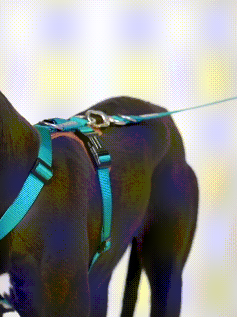 dog harness walking