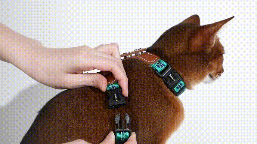 Cat vest with adjustable straps
