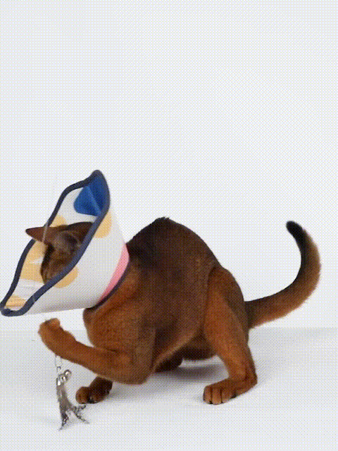 Flower Taper Elizabethan Ring pet recovery collar front view