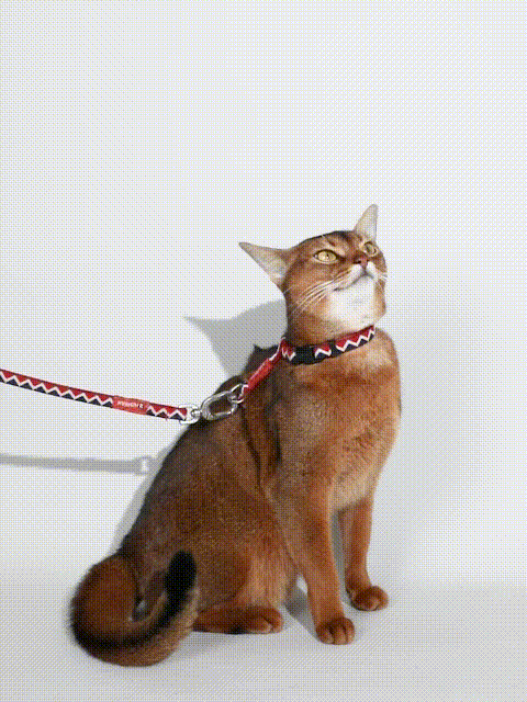 cat in a comfortable vest