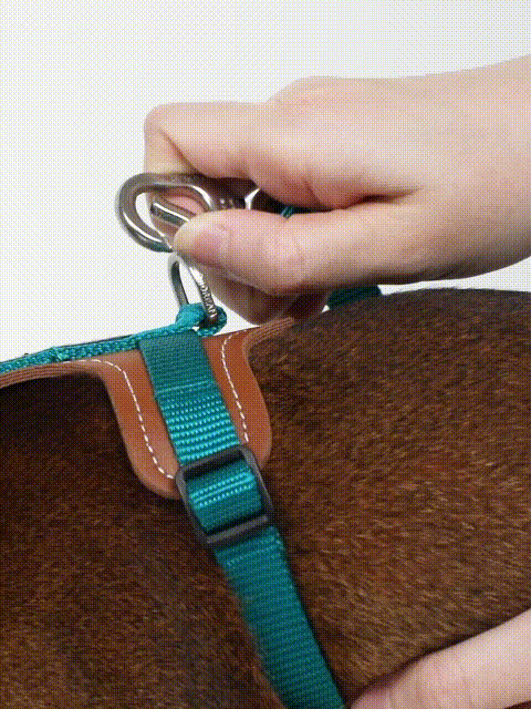 Cat outing gear with quality design