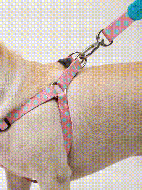 No pull dog vest in use