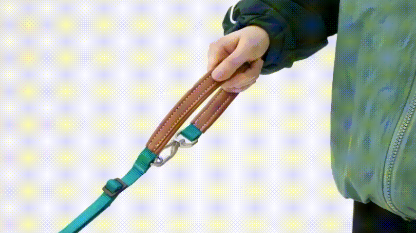 dog harness and leash