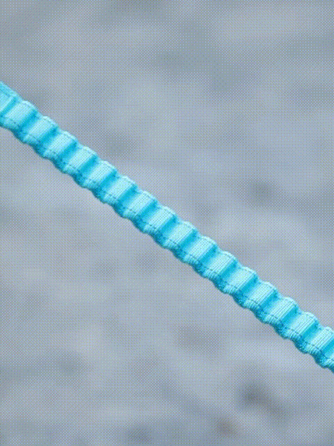 Pro Series Dog Collar Strap