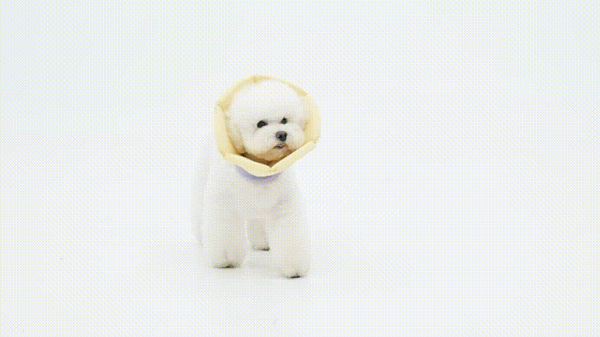 Elizabethan ring for dogs