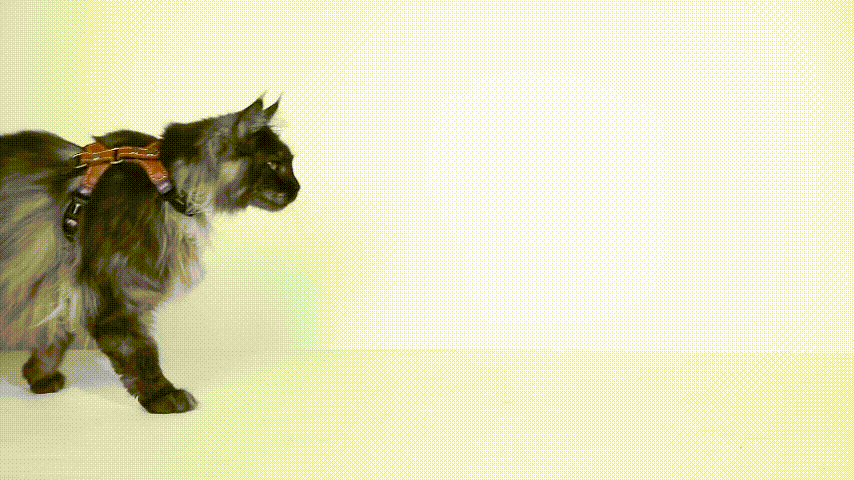 Cat vest movement demonstration