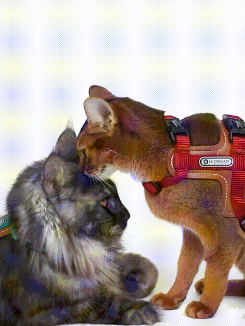 Simplified but complete cat gear