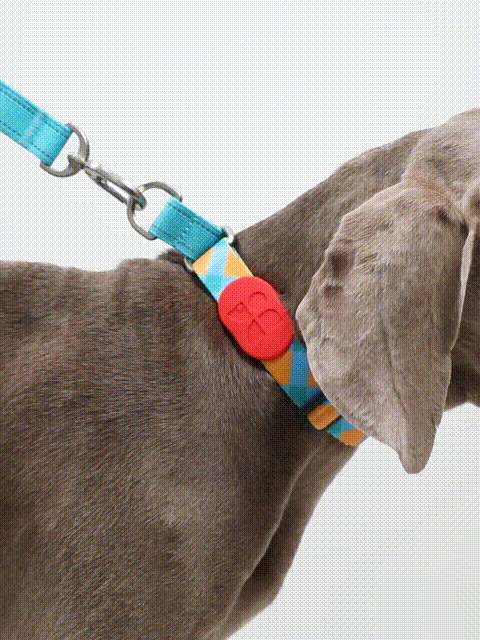 Comfortable Dog Collar Strap