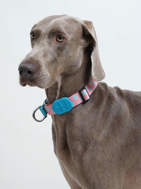 Comfortable P Shaped Dog Collar