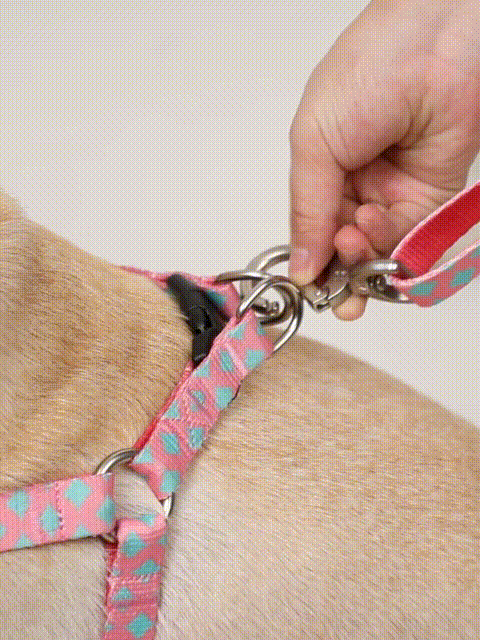 Colorful dog vest in action