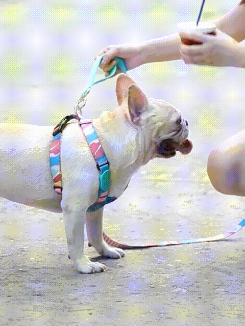 Colourful PRO X Dog Vest