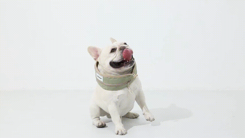 Dog Cooling Collar in action