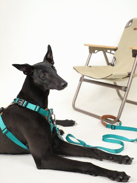 dog harness and leash