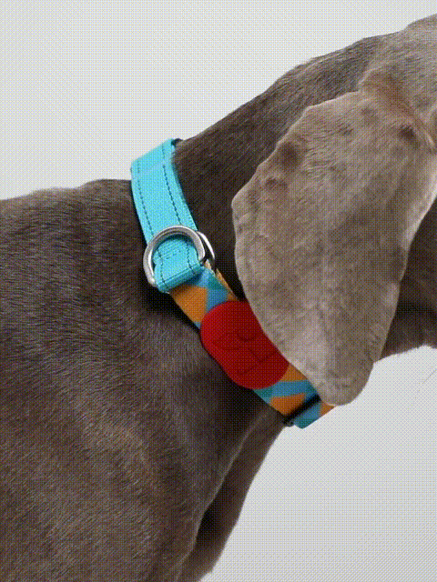 Colorful P Shaped Dog Collar Strap Bundle