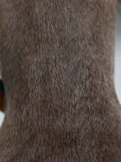Reliable Dog Collar Strap