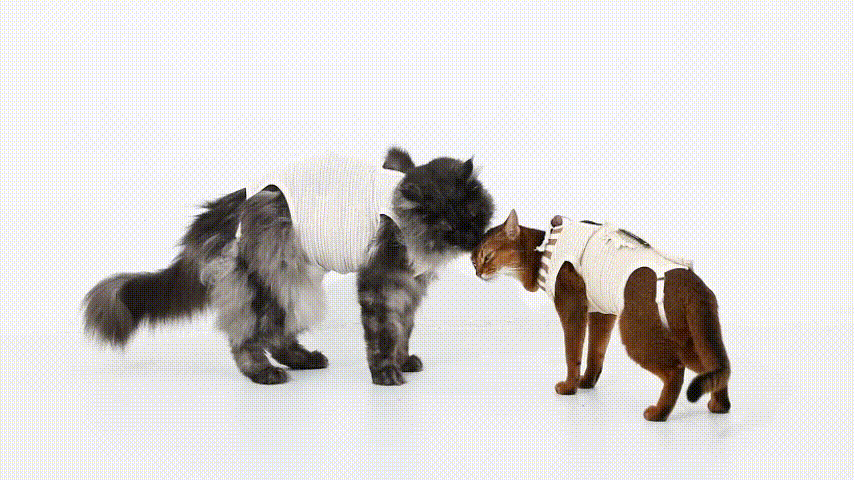Cat suit that allows movement