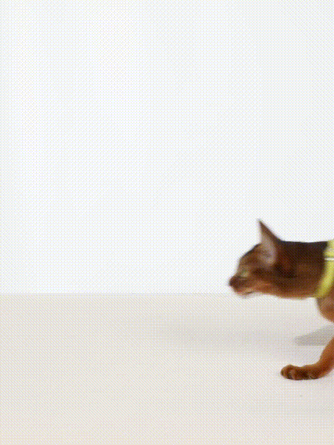 No Pull Nylon Cat Vest