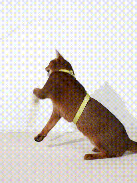 Rope Spliced Nylon Cat Vest in motion