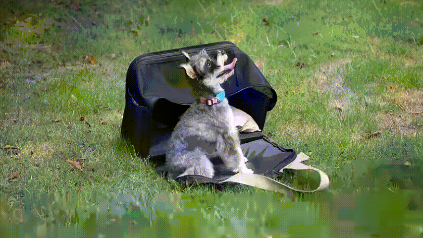 Comfortable Pet Travel Carrier
