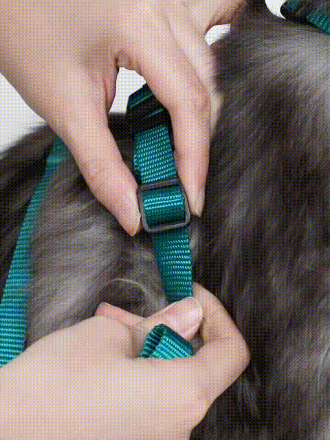 Lightweight and easy to wear cat outing gear