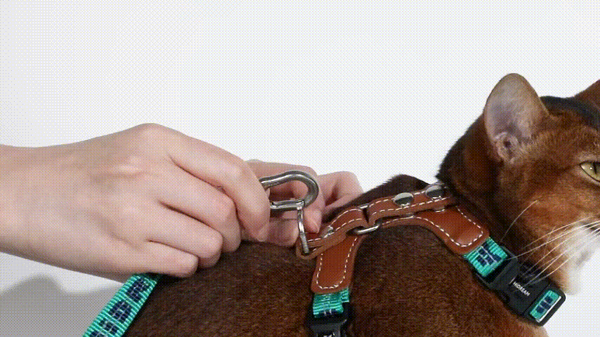 Movement and comfort for your cat