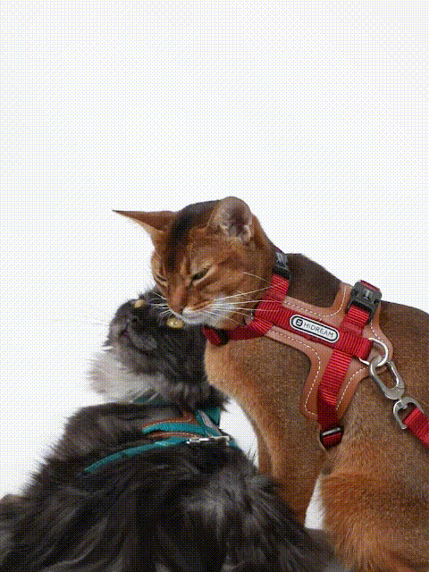 Try this cat gear now