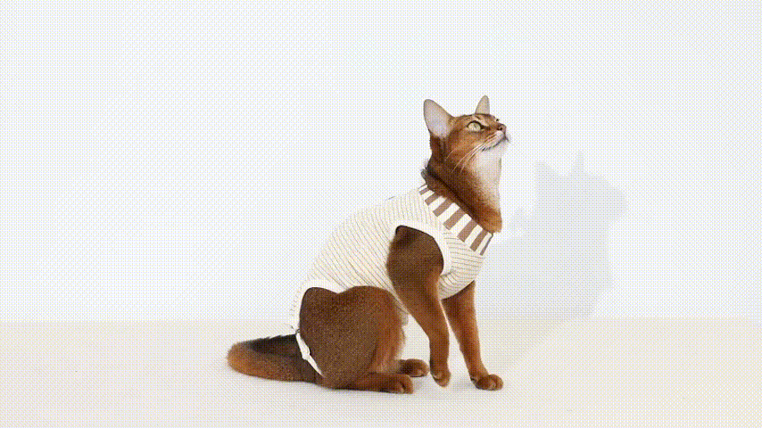Comfortable fit for cats