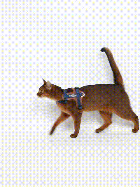 Try our cat outing gear today