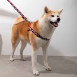 Rainbow Series - Y Dog Harness Bundle