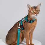 Bobo Series - Leather Patchwork Cat Vest Set