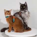 Bobo Series - Reflective Leather Patchwork Cat Vest Set
