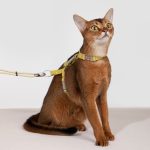 Bobo Series - Rope Spliced Nylon Cat Vest Set