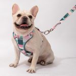 Castle Series - Dog Light Vest Bundle
