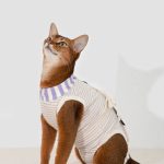 Cat Surgery Recovery Suit