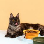 Collapsible Pet Bowl