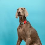 Colorful PRO - P Collar Bundle