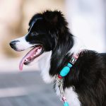 Colorful Series - Dog Colar Bundle
