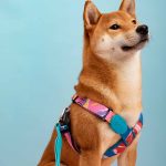 Colourful PRO - X Dog Vest Bundle