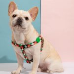 Colourful Series - Y Dog Harness Bundle
