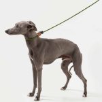 Leather Handle Control Leash